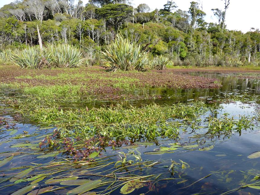 Flora Of New Zealand | Taxon Profile | Alternanthera Philoxeroides