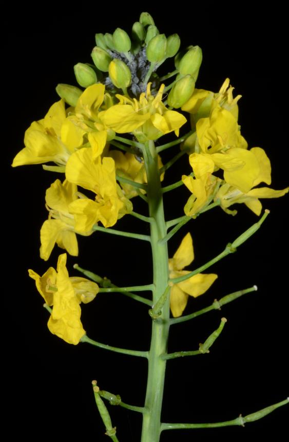 Flora Of New Zealand | Taxon Profile | Brassica Napus