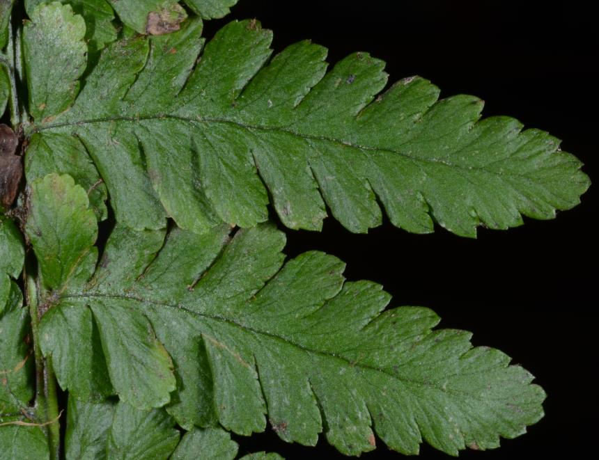 Flora Of New Zealand Gallery Profile Dryopteris Affinis