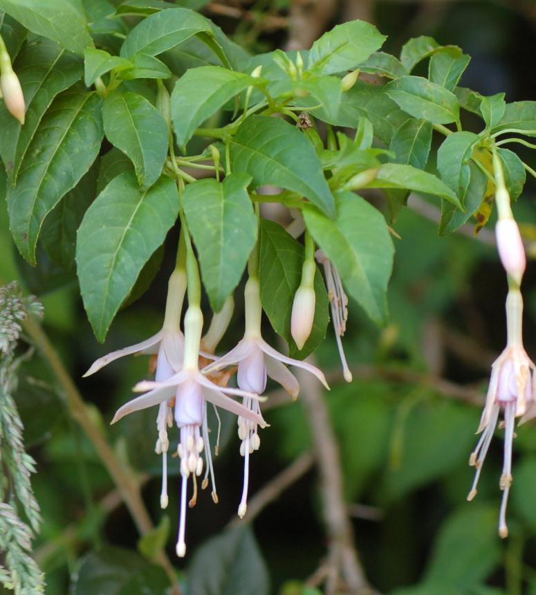 Flora Of New Zealand Gallery Profile Fuchsia Magellanica Var Molinae