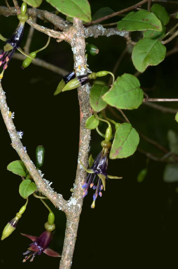 Flora Of New Zealand | Taxon Profile | Fuchsia Perscandens