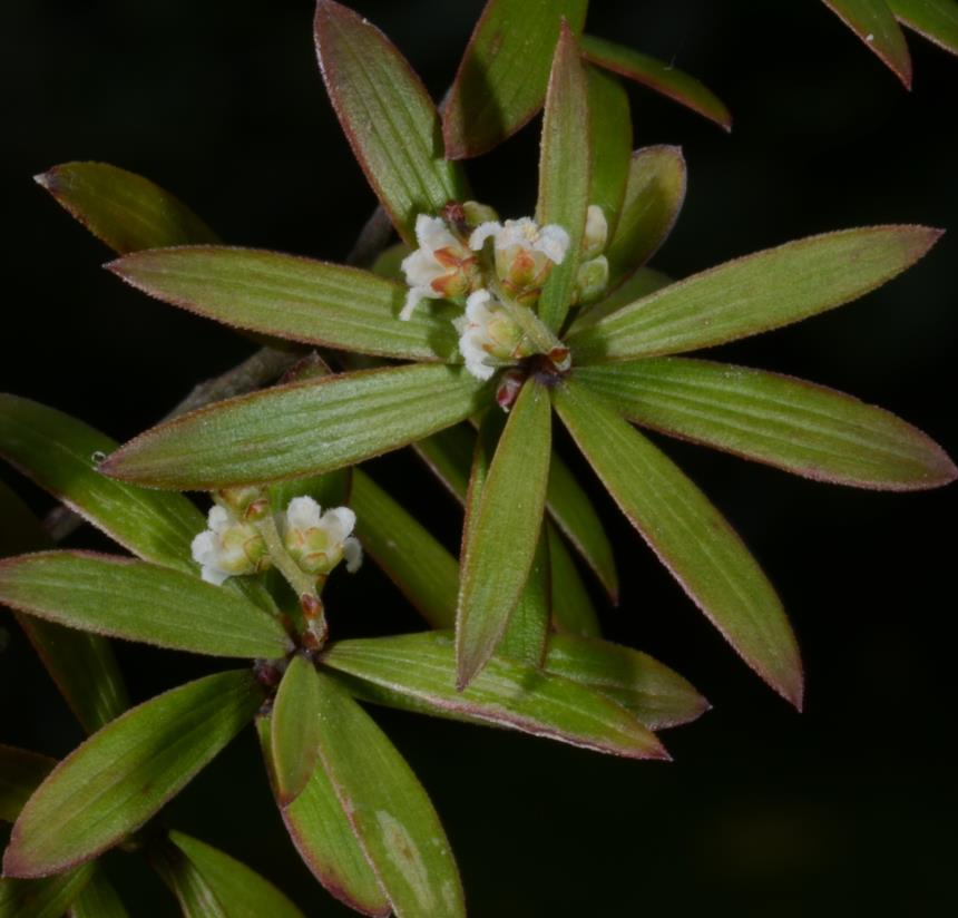 Flora Of New Zealand | Taxon Profile | Leptecophylla Juniperina