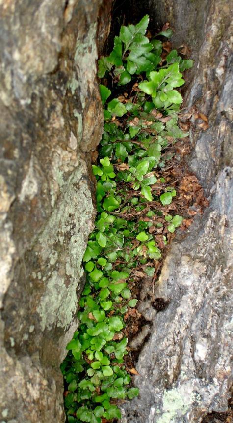 Flora Of New Zealand Taxon Profile Asplenium Pauperequitum