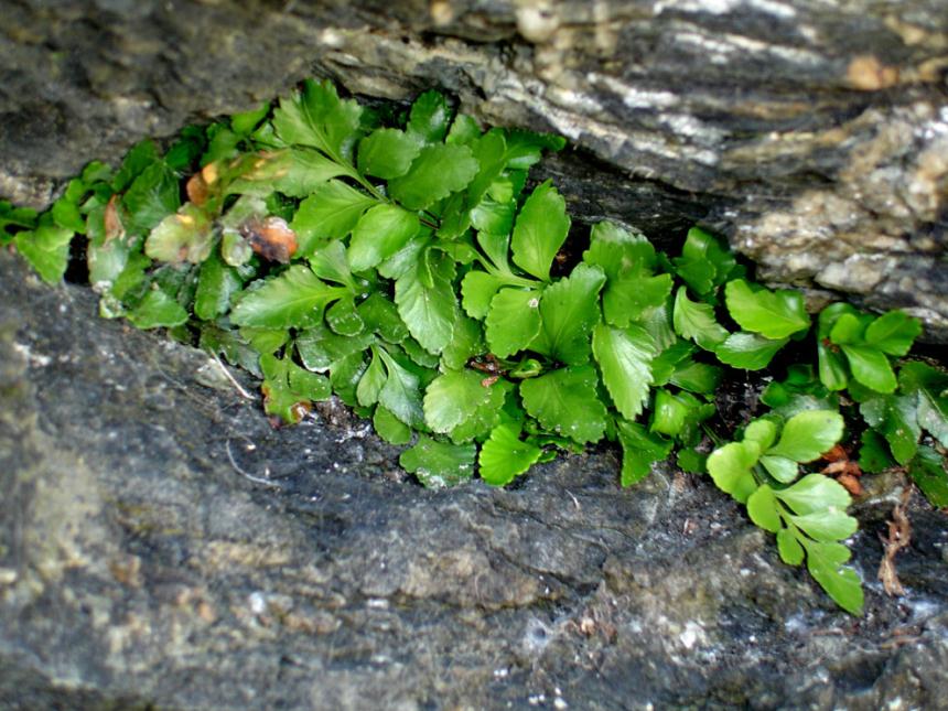 Flora Of New Zealand Taxon Profile Asplenium Pauperequitum