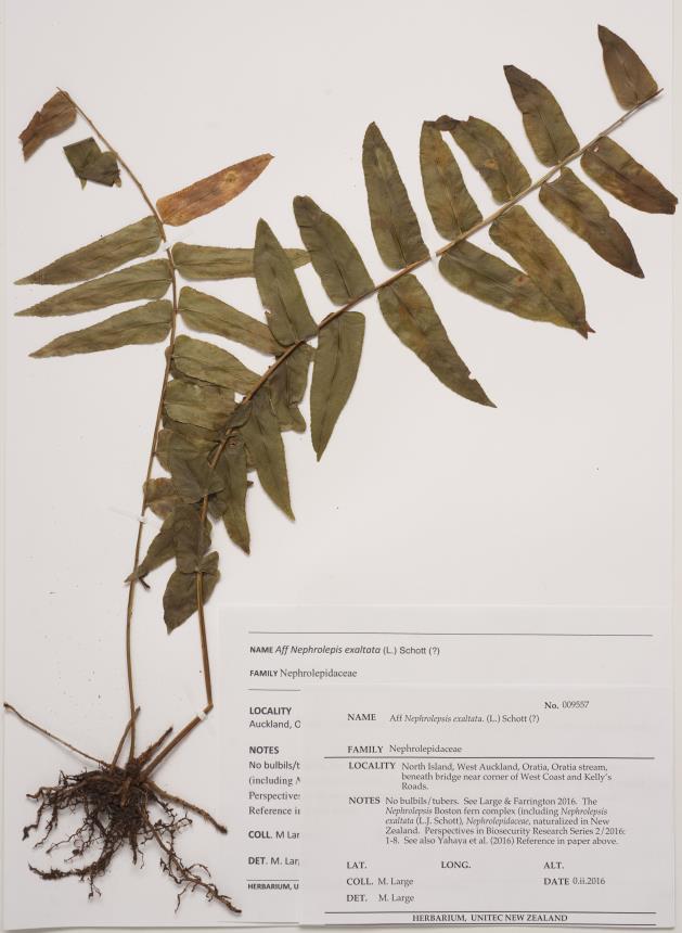 Flora Of New Zealand Taxon Profile Nephrolepis Exaltata