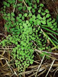 Flora Of New Zealand Taxon Profile Adiantum Aethiopicum