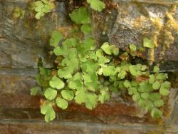 Flora Of New Zealand Taxon Profile Adiantum Capillus Veneris