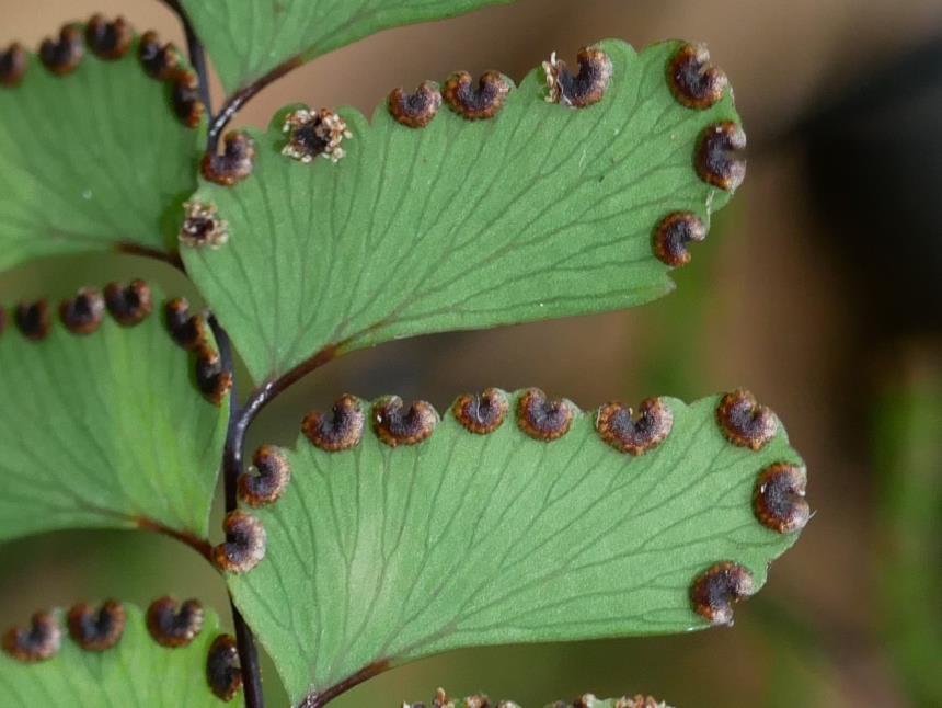 Flora Of New Zealand Taxon Profile Adiantum Cunninghamii