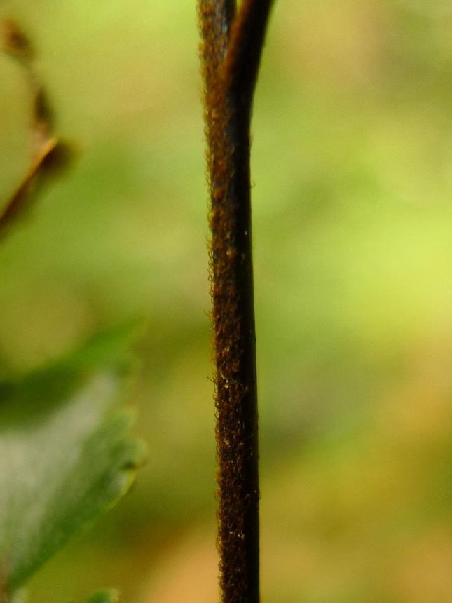 Flora Of New Zealand Taxon Profile Adiantum Fulvum