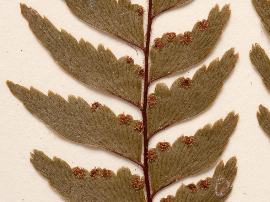 Flora Of New Zealand Taxon Profile Adiantum Fulvum