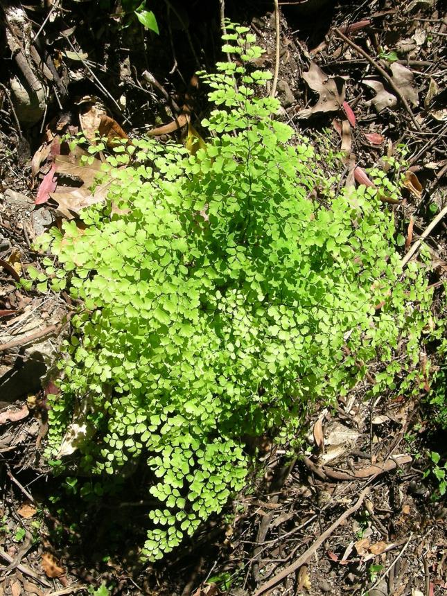 Flora Of New Zealand Taxon Profile Adiantum Raddianum