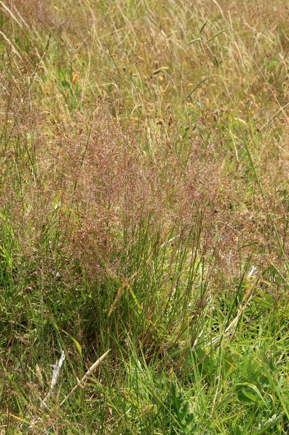 Flora of New Zealand | Weed Profile | Agrostis capillaris