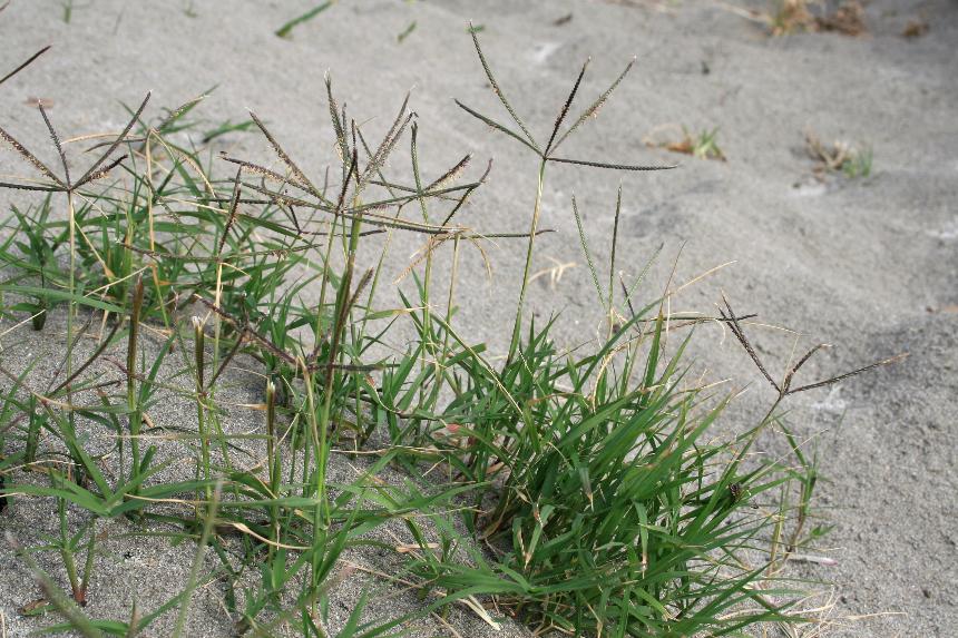 Трава лапка сорняк фото