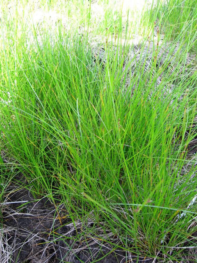 Flora of New Zealand | Weed Profile | Juncus gerardii