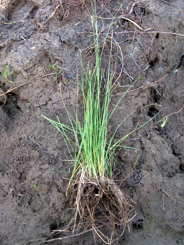 Flora of New Zealand | Weed Profile | Juncus gerardii