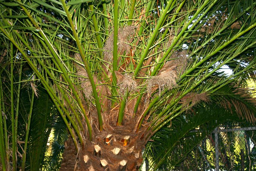 Flora of New Zealand | Weed Profile | Phoenix canariensis