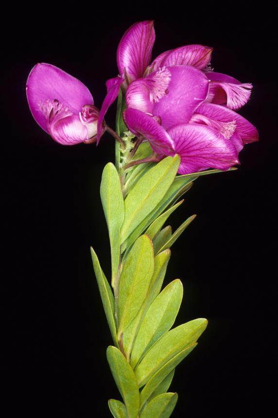 Flora of New Zealand | Weed Profile | Polygala myrtifolia