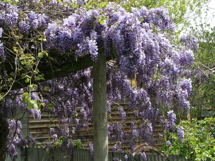 Flora of New Zealand | Weed Profile | Wisteria sinensis