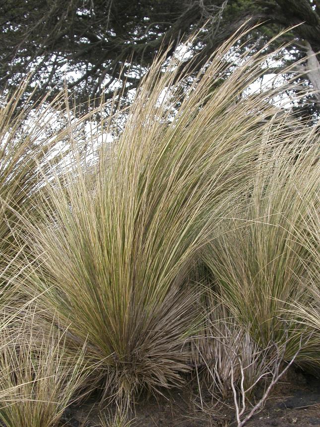 Flora of New Zealand | Taxon Profile | Austrostipa stipoides