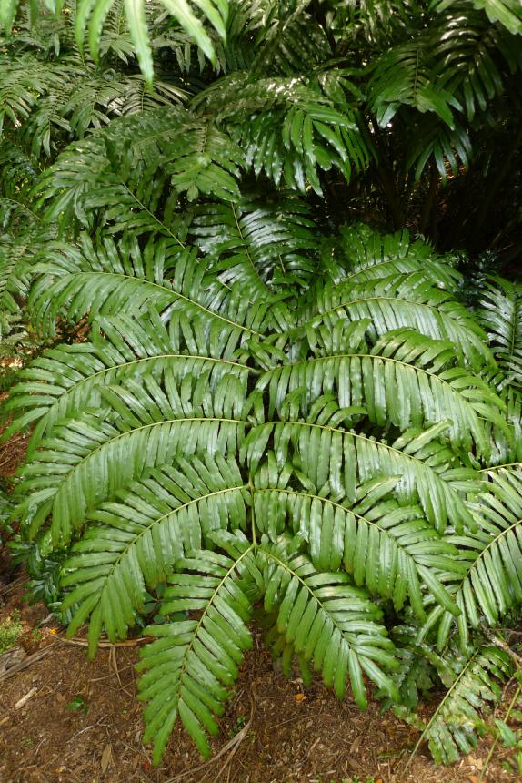 Flora of New Zealand | Taxon Profile | Ptisana salicina