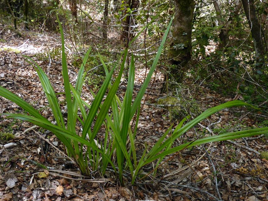 Flora of New Zealand | Taxon Profile | Dianella nigra