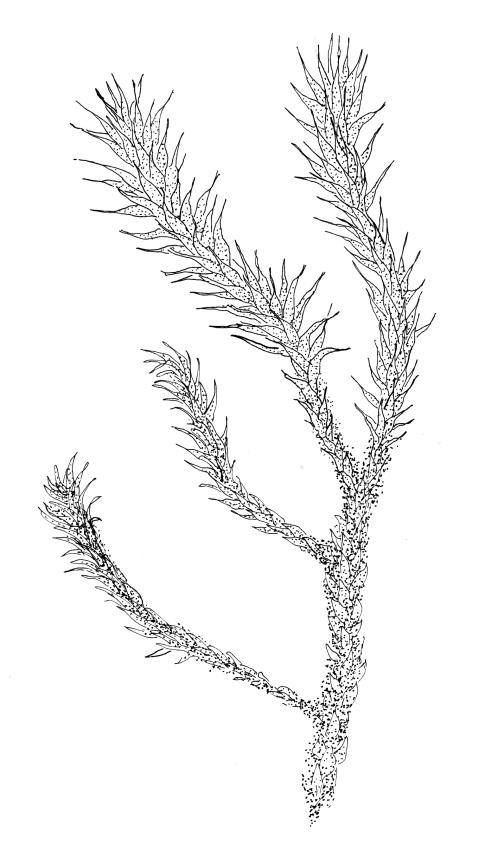 Flora of New Zealand | Taxon Profile | Campyliadelphus