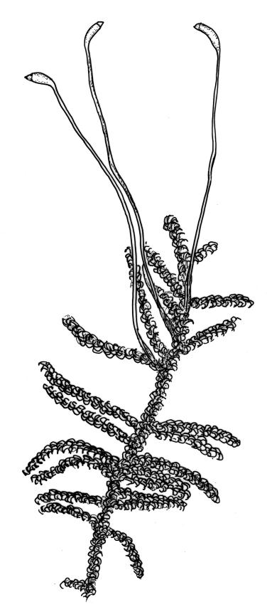 Flora of New Zealand | Taxon Profile | Amblystegiaceae