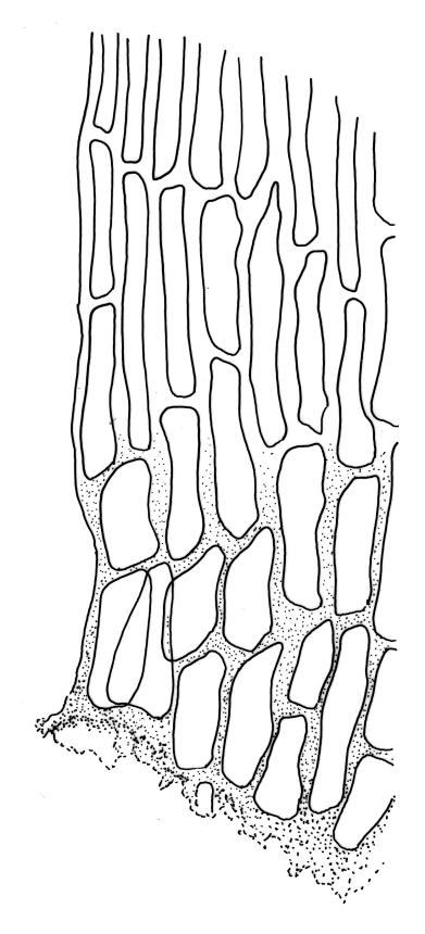 Flora of New Zealand | Taxon Profile | Scorpidium cossonii