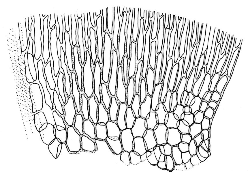 Flora of New Zealand | Taxon Profile | Warnstorfia fluitans