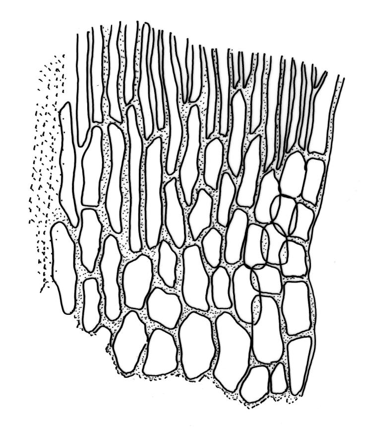 Flora of New Zealand | Taxon Profile | Warnstorfia fluitans