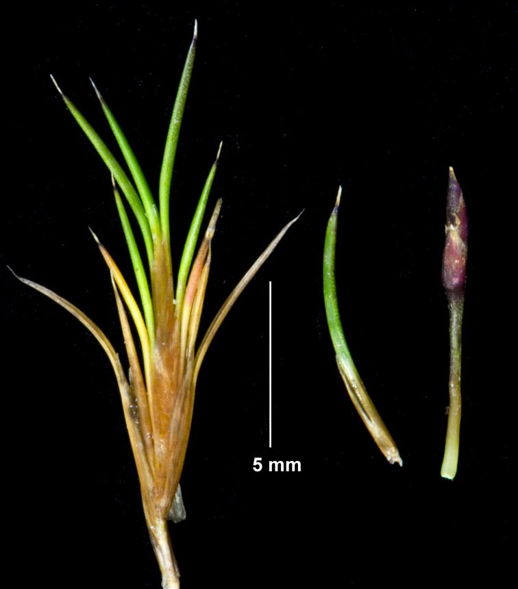 Flora of New Zealand | Taxon Profile | Gaimardia setacea