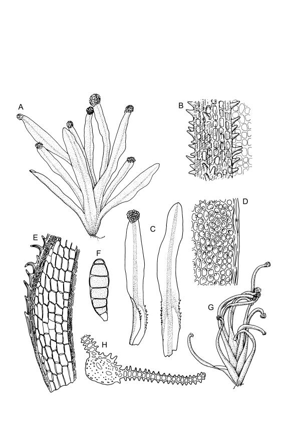 Flora of New Zealand | Taxon Profile | Syrrhopodon armatus