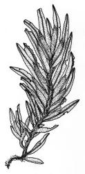 Flora of New Zealand | Taxon Profile | Fissidens crispulus var. robinsonii