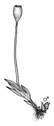 Flora of New Zealand | Taxon Profile | Fissidens curvatus