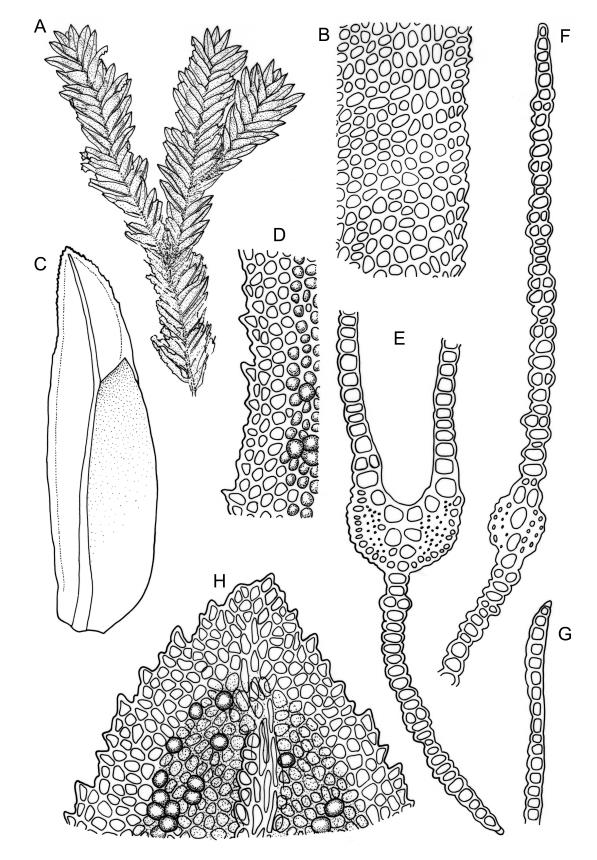 Flora of New Zealand | Taxon Profile | Fissidens dubius