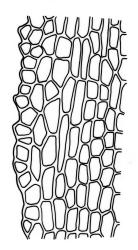 Flora of New Zealand | Taxon Profile | Fissidens exilis