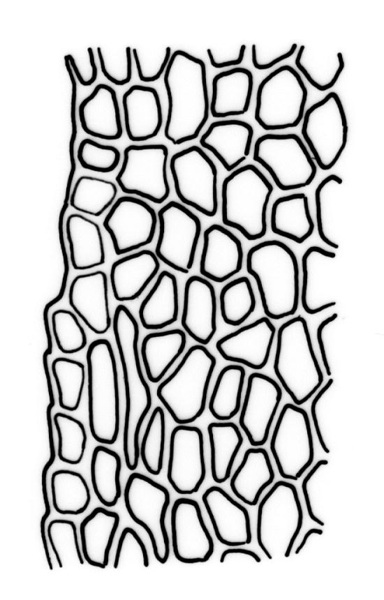 Flora of New Zealand | Taxon Profile | Fissidens integerrimus