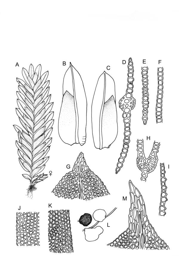 Flora of New Zealand | Taxon Profile | Fissidens taxifolius