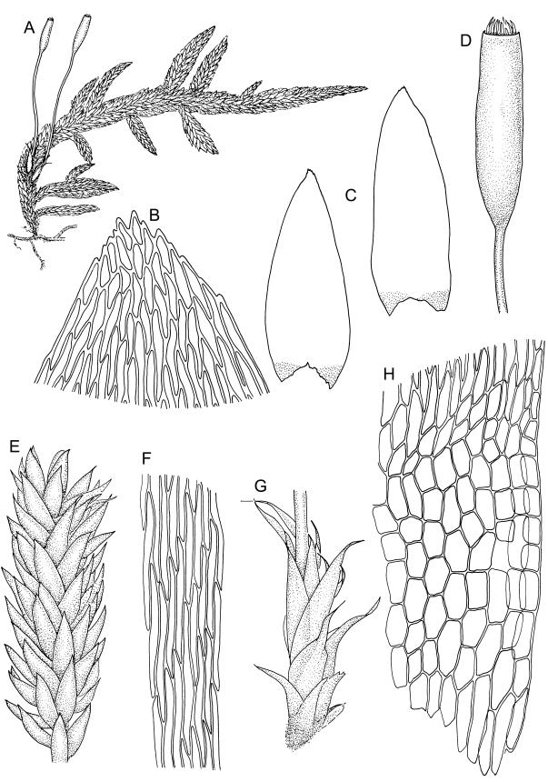 Flora of New Zealand | Taxon Profile | Entodon plicatus