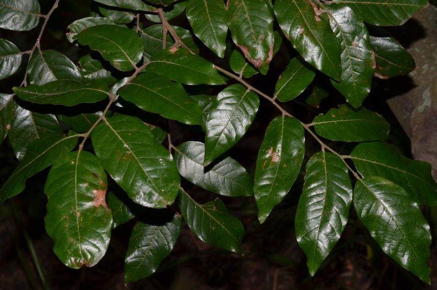 Flora of New Zealand | Gallery Profile | Alectryon excelsus subsp. grandis