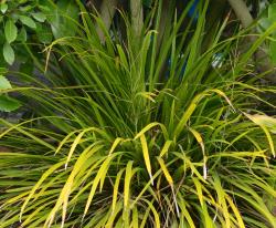 Flora of New Zealand | Taxon Profile | Cordyline pumilio