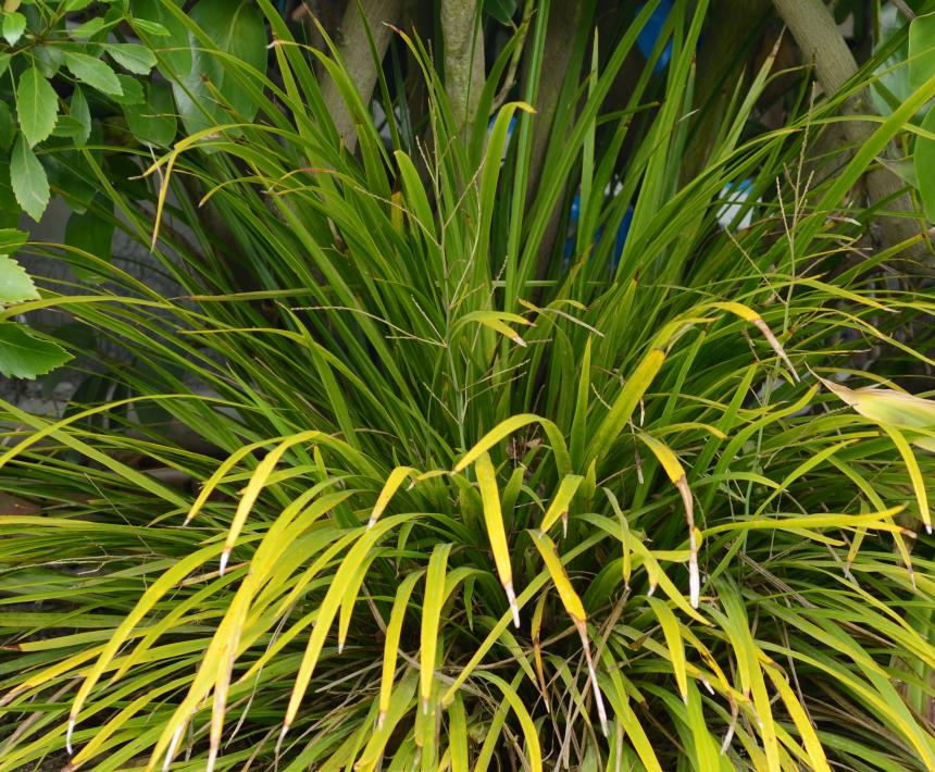 Flora of New Zealand | Taxon Profile | Cordyline pumilio