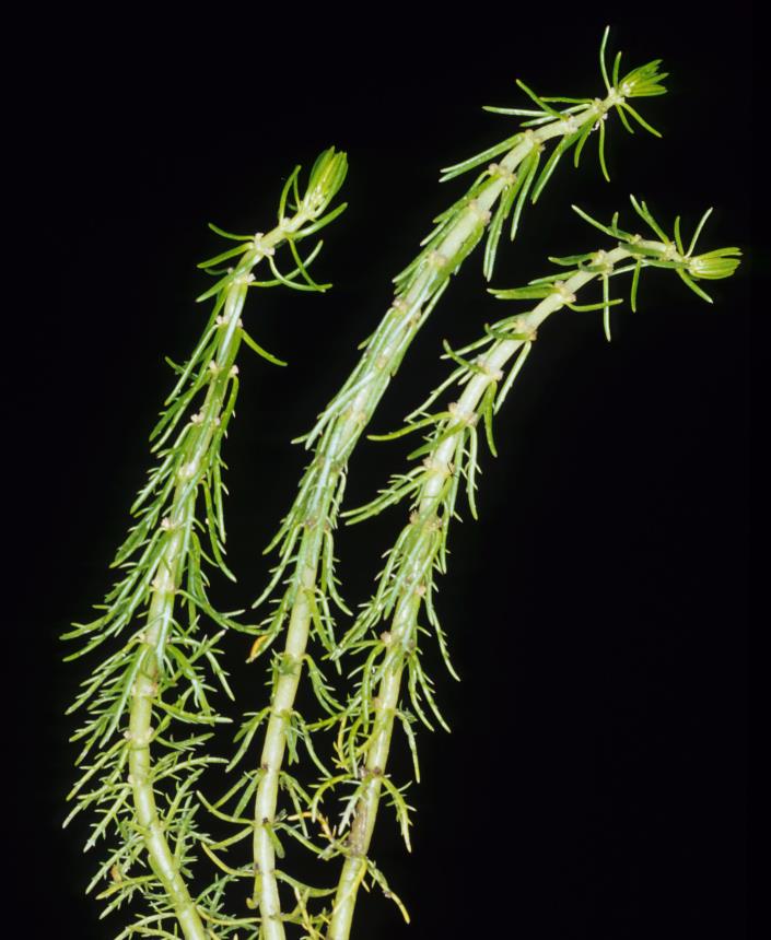 Flora of New Zealand | Taxon Profile | Myriophyllum propinquum