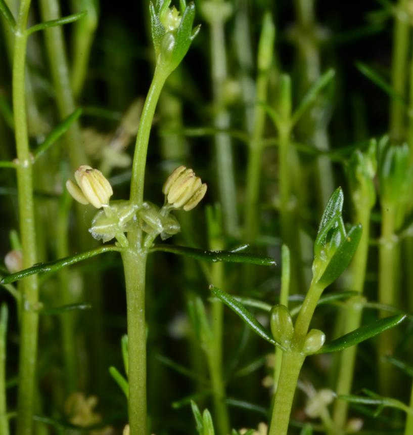 Flora Of New Zealand Taxon Profile Myriophyllum Votschii