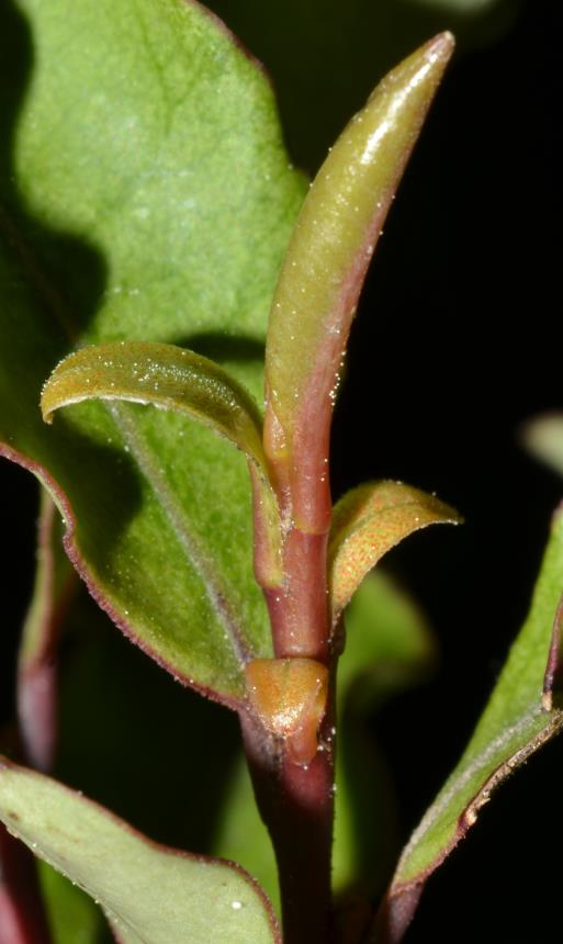 Flora Of New Zealand Taxon Profile Myrsine Australis