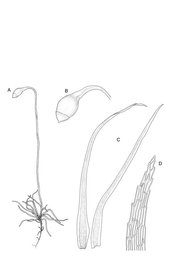 Flora of New Zealand | Taxon Profile | Leptobryum pyriforme