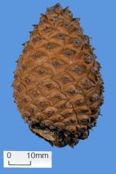 Flora of New Zealand | Taxon Profile | Pinus muricata