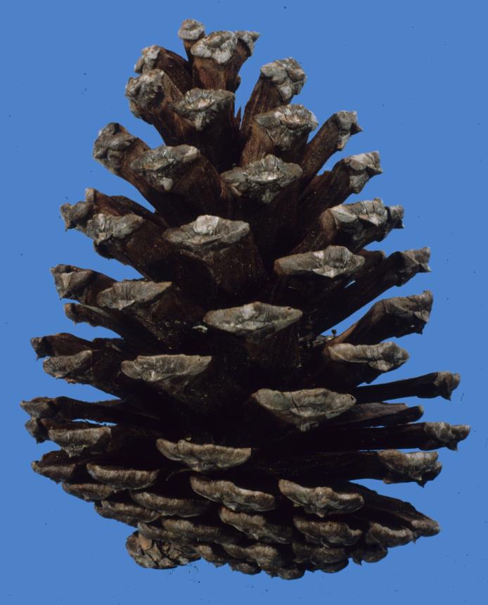 Flora of New Zealand Taxon Profile Pinus taeda