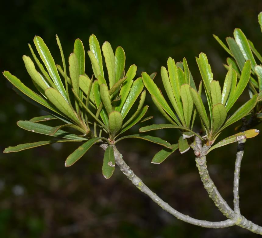 Flora of New Zealand | Gallery Profile | Pittosporum patulum