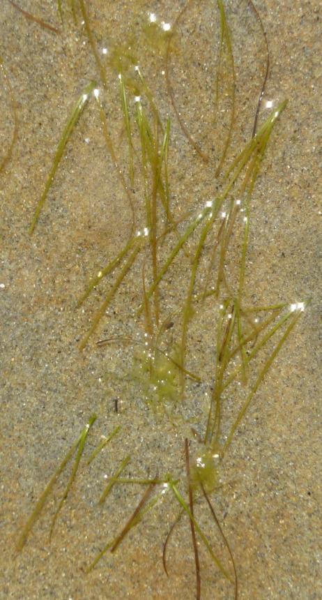 Flora of New Zealand | Taxon Profile | Zostera muelleri subsp ...